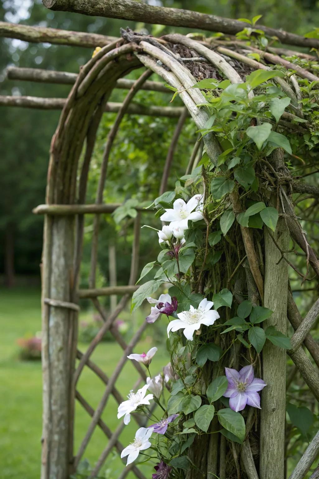 A rustic trellis crafted from green branches offers a natural aesthetic for clematis growth.