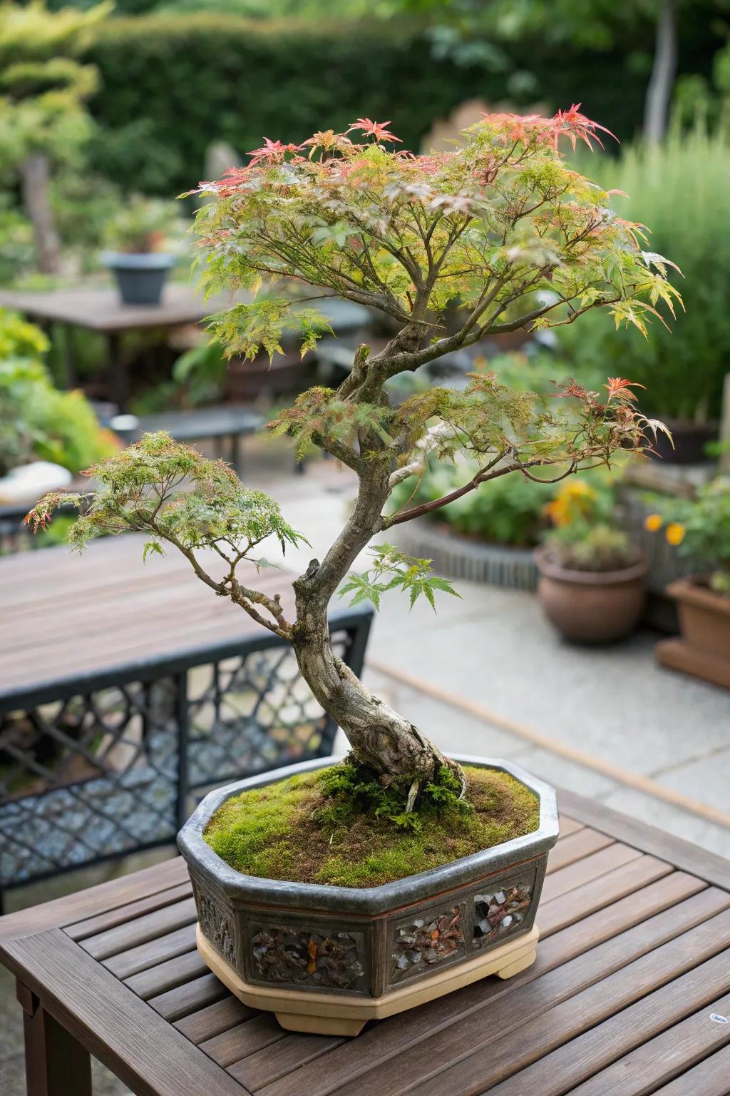 A miniature Japanese maple bonsai in a decorative pot.