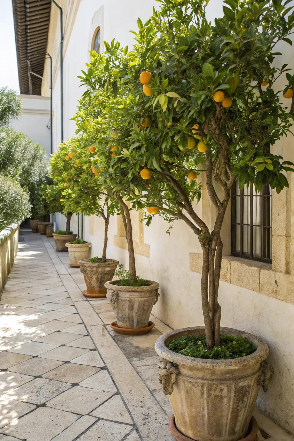 Citrus trees provide a refreshing scent and vibrant look to an Italian patio.