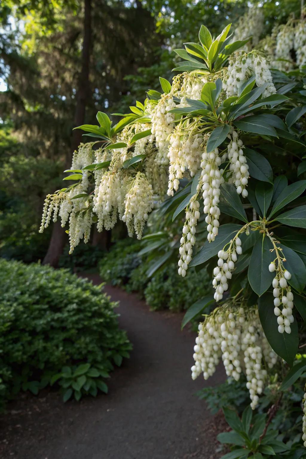 Pieris Japonica providing evergreen charm with its elegant blooms.