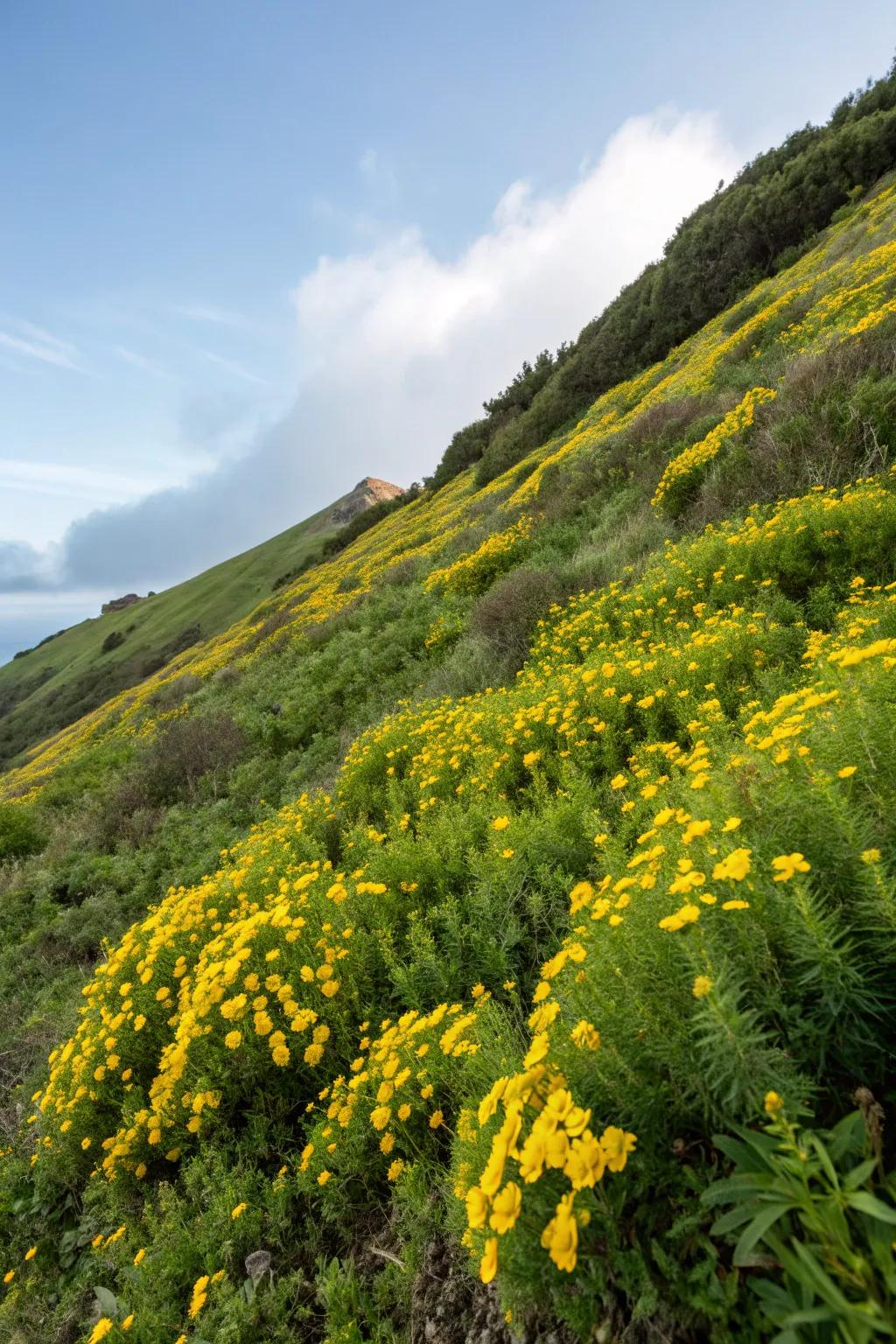 Hypericum brings a sunny disposition to garden slopes.