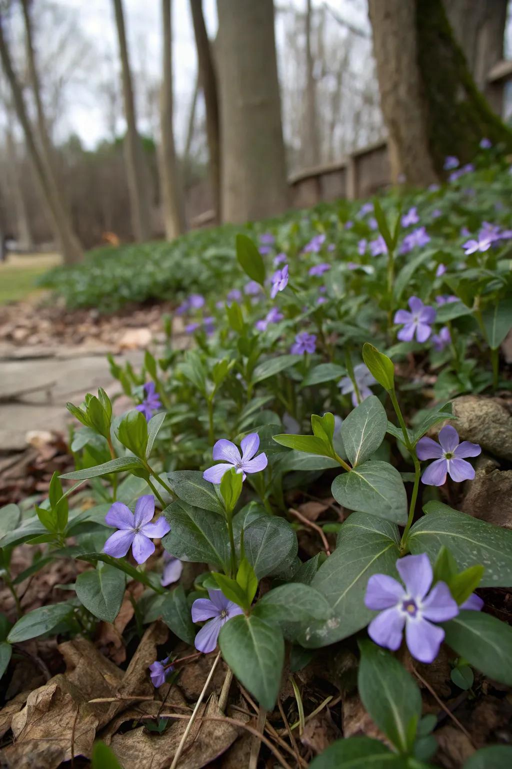 Vinca Minor offering year-round ground coverage with vibrant blooms.