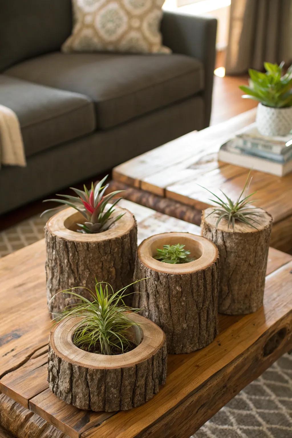 Hollowed-out logs offer a rustic charm for air plant displays.