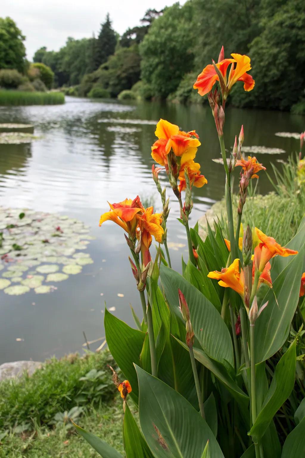 Integrate canna lilies into aquatic settings.