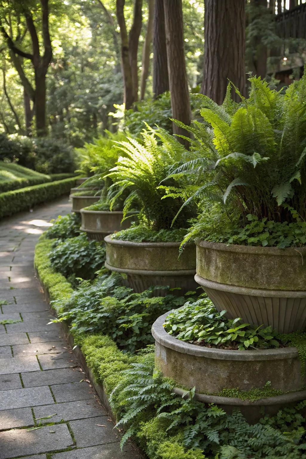 A shaded garden with layered planters featuring tall ferns and ground cover plants.