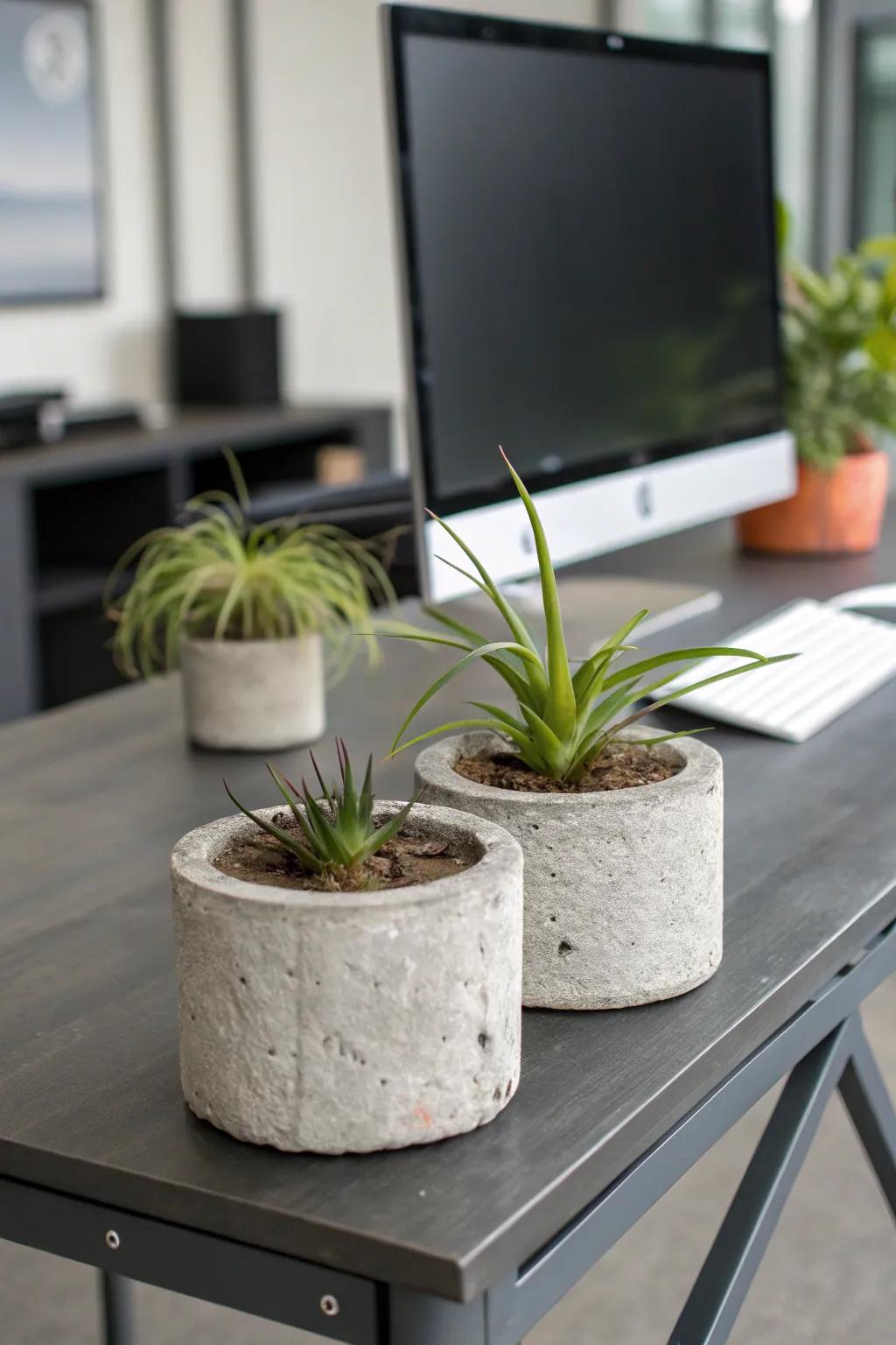 Concrete planters offer a modern industrial touch to air plant displays.