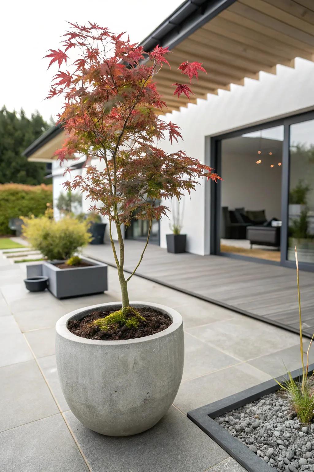 Modern meets nature with a Japanese maple in a concrete pot.