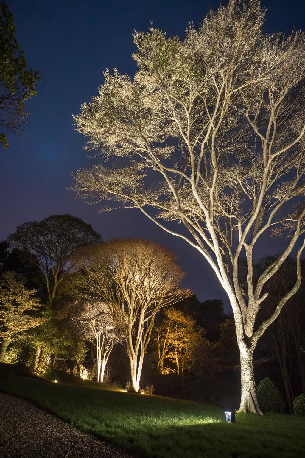 Uplighting enhances the natural beauty of your garden's trees and plants.