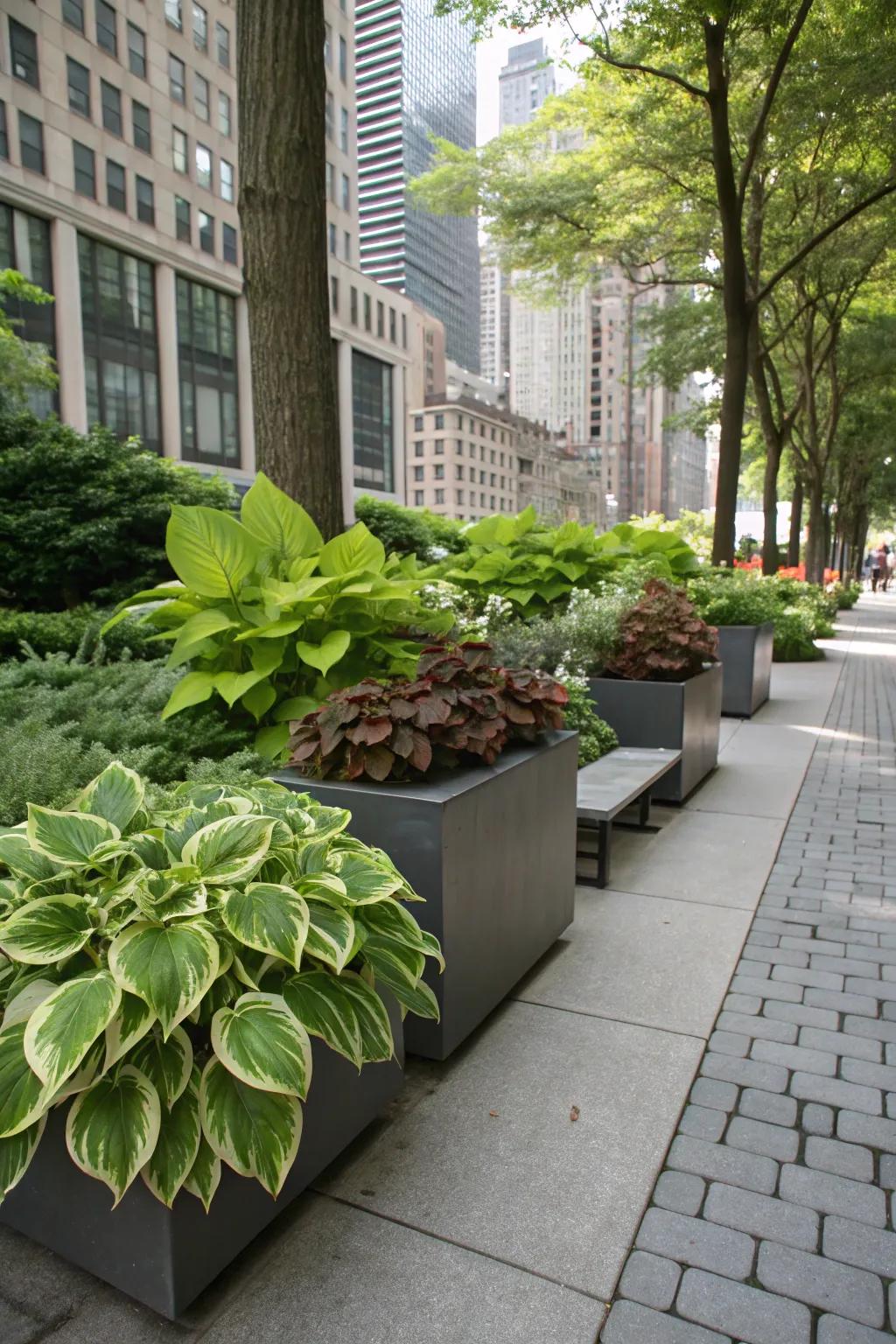 A shaded city garden with chic urban planters filled with hostas and coleus.