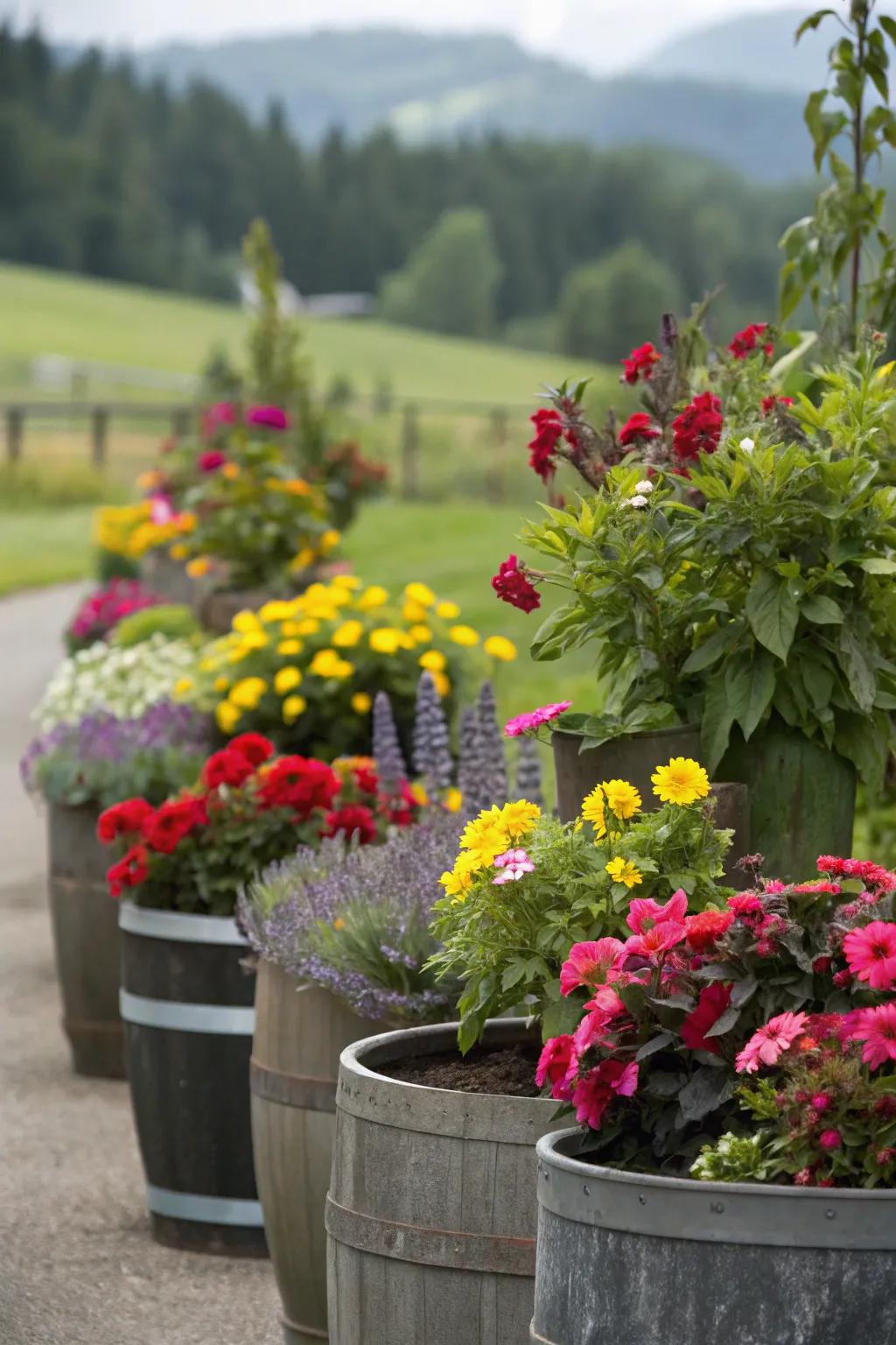 A vibrant display of container gardening with a mix of colorful plants.