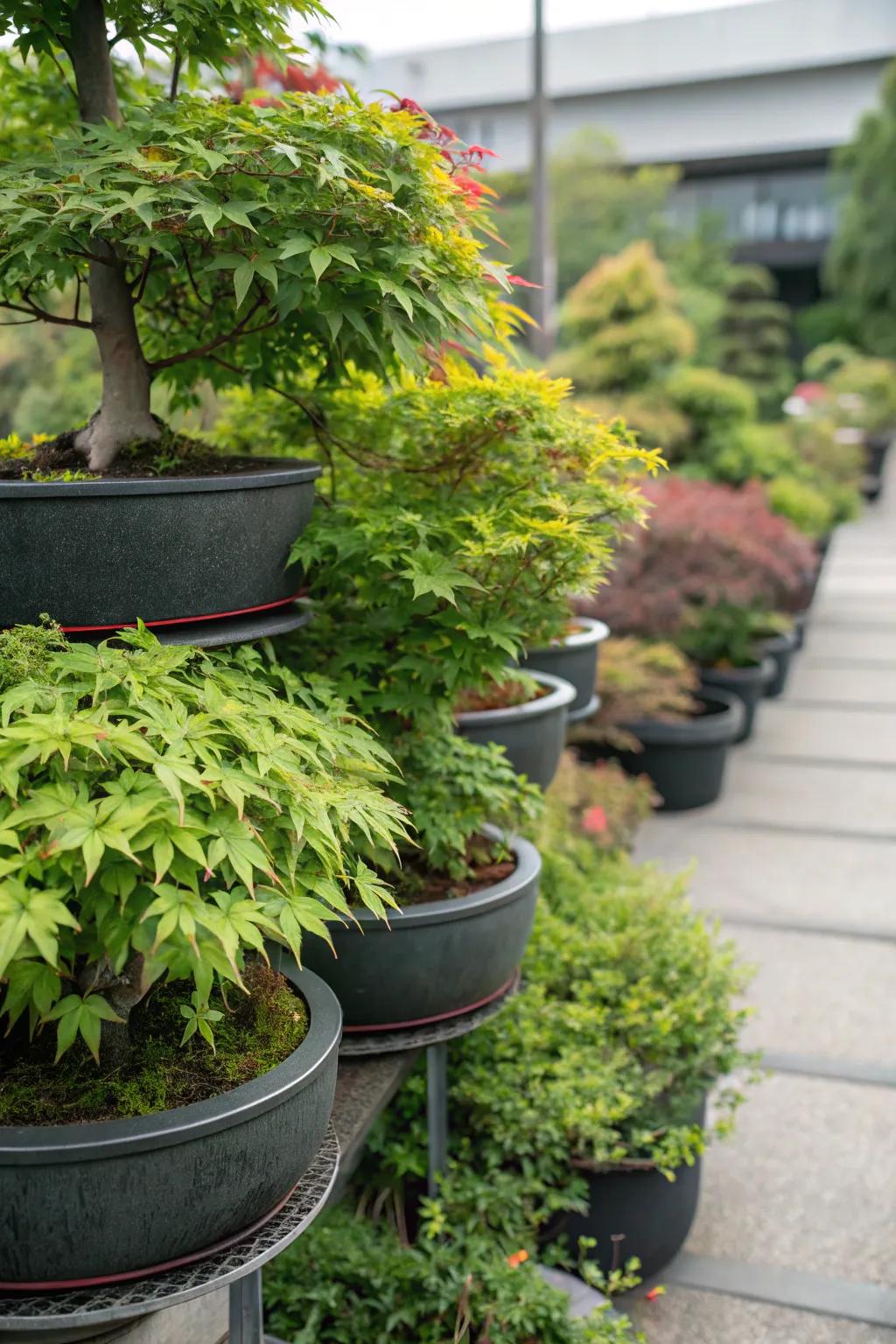 Layered beauty with tiered planters featuring Japanese maples.