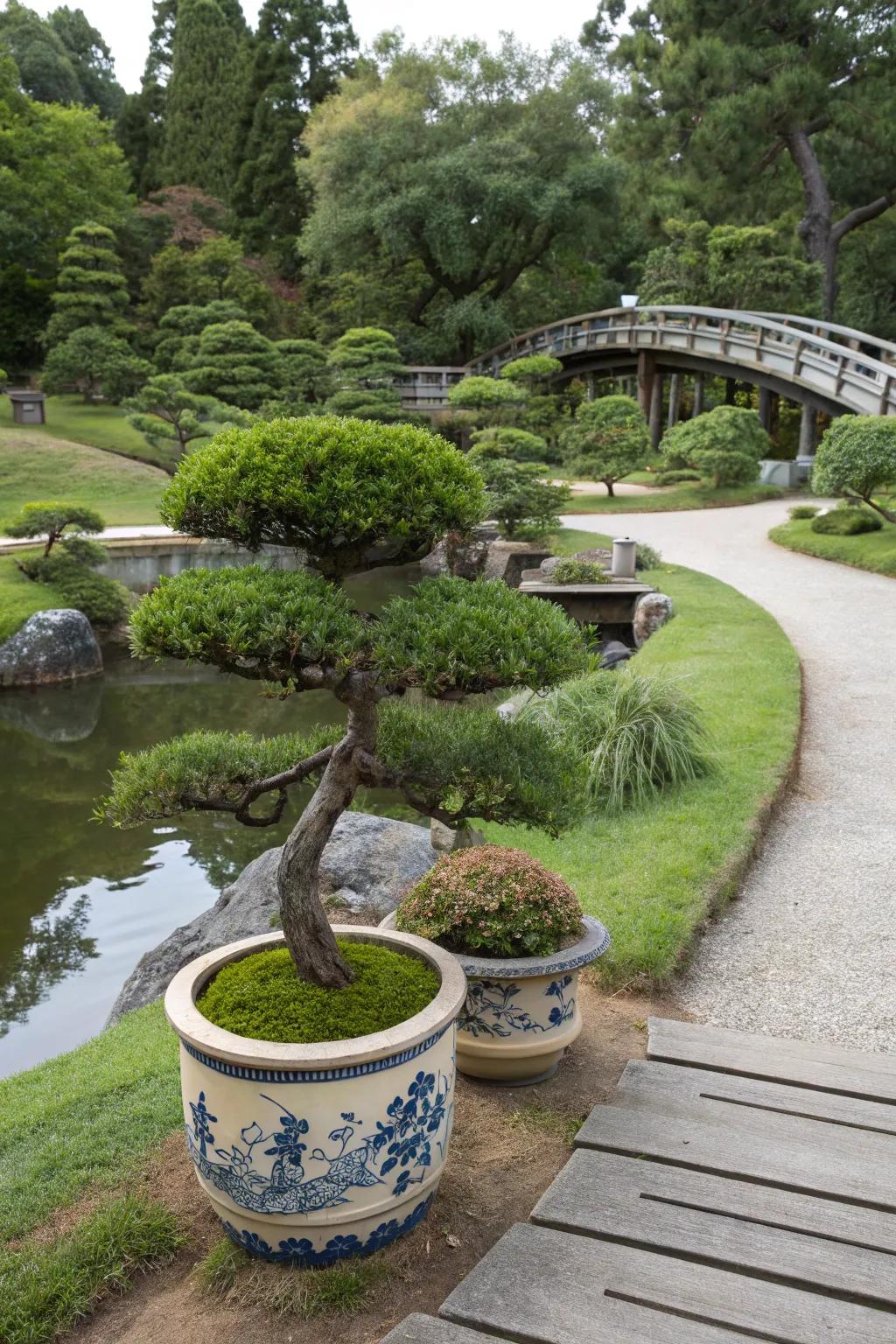 Bonsai trees in ceramic containers in a Japanese garden.