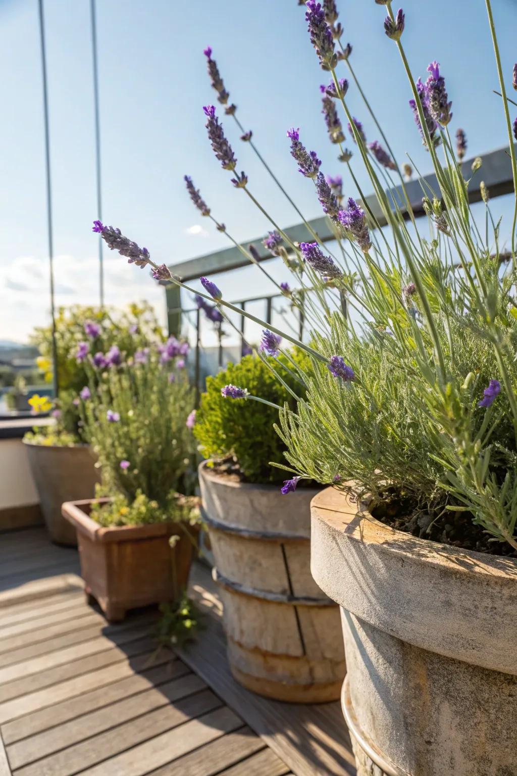 A fragrant and beautiful lavender herb garden.