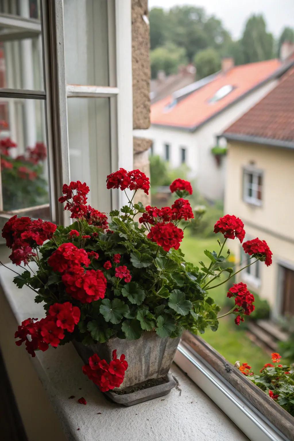 Romantic reds with deep geraniums.