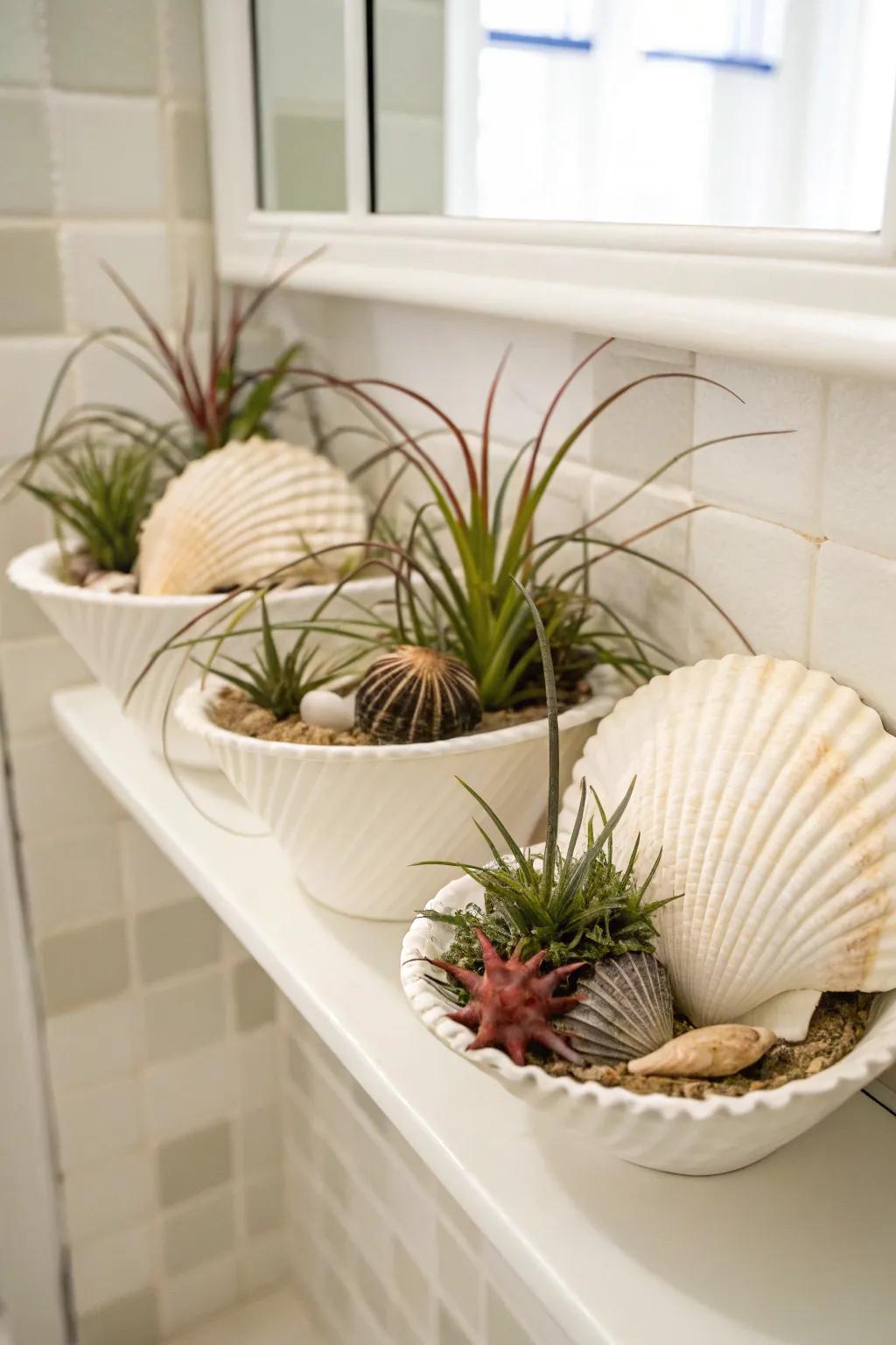 Seashells add a coastal vibe to air plant displays.