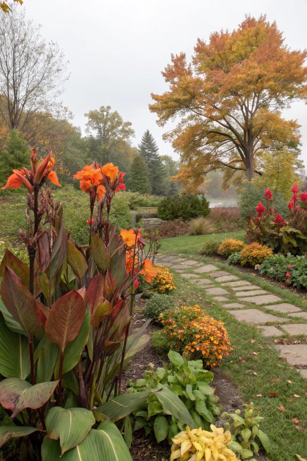 Canna lilies maintain color through seasonal transitions.