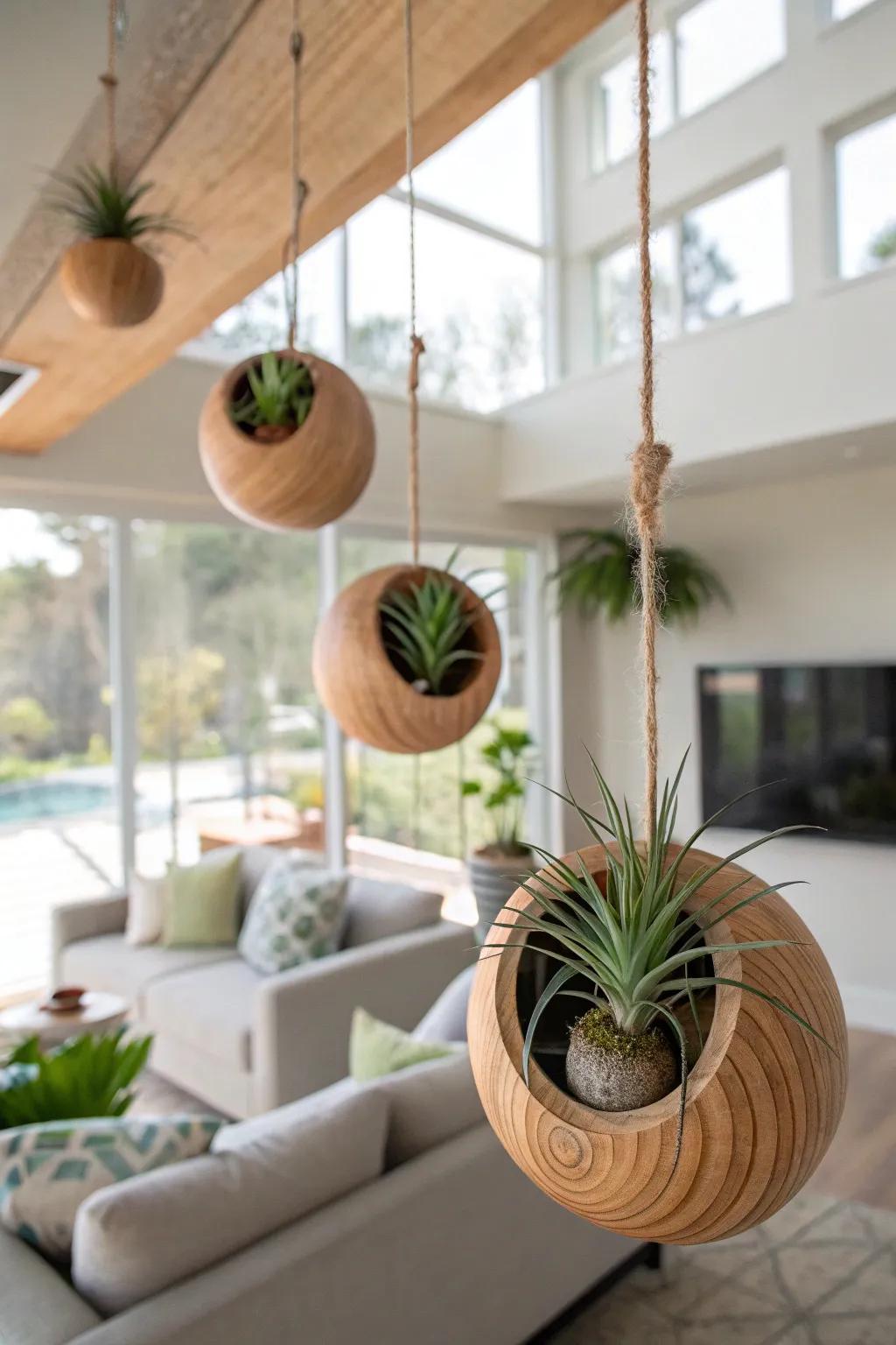 Wooden orbs add dynamic movement to air plant displays.