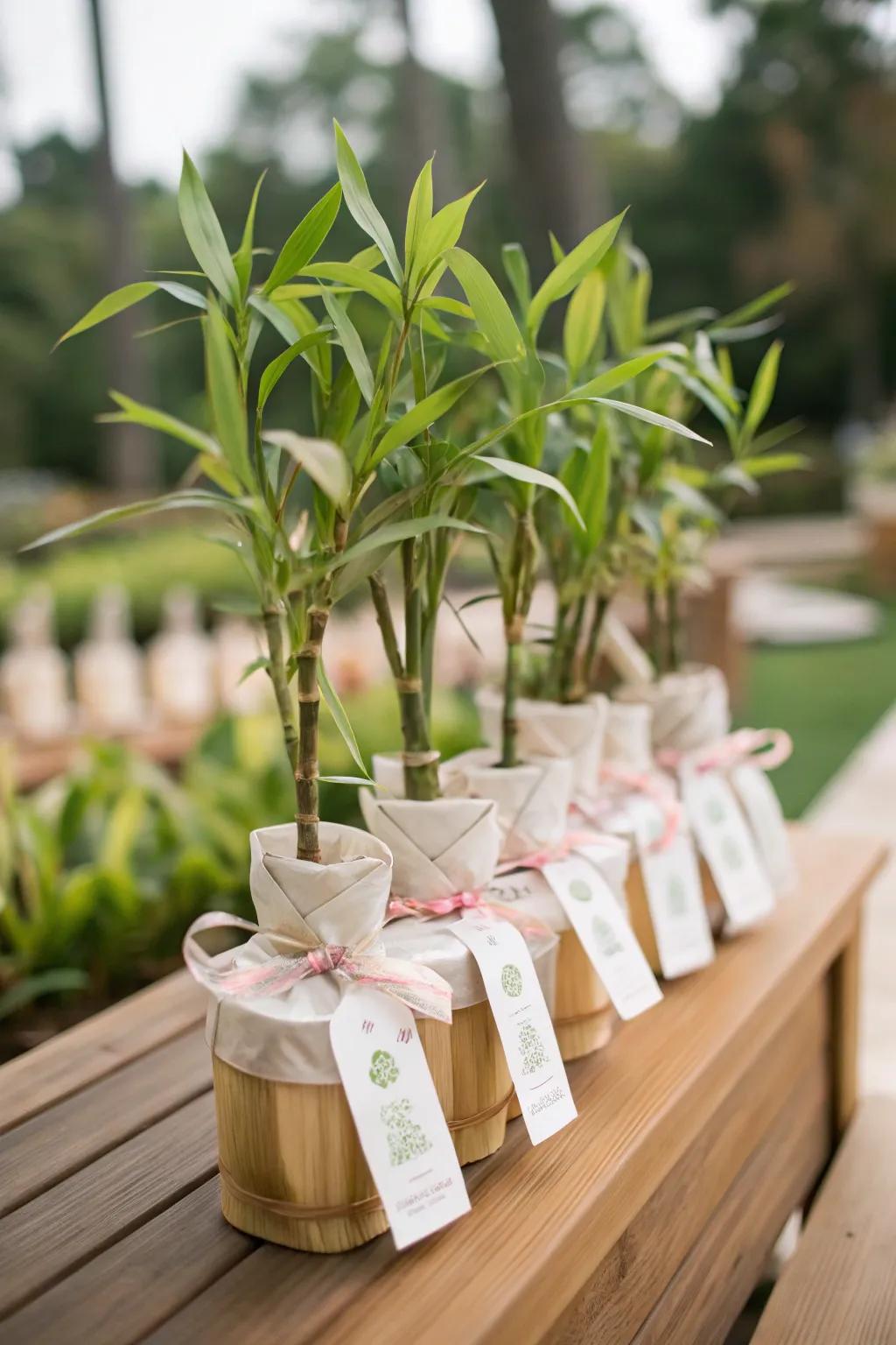 Bamboo trees make thoughtful and lasting guest favors.