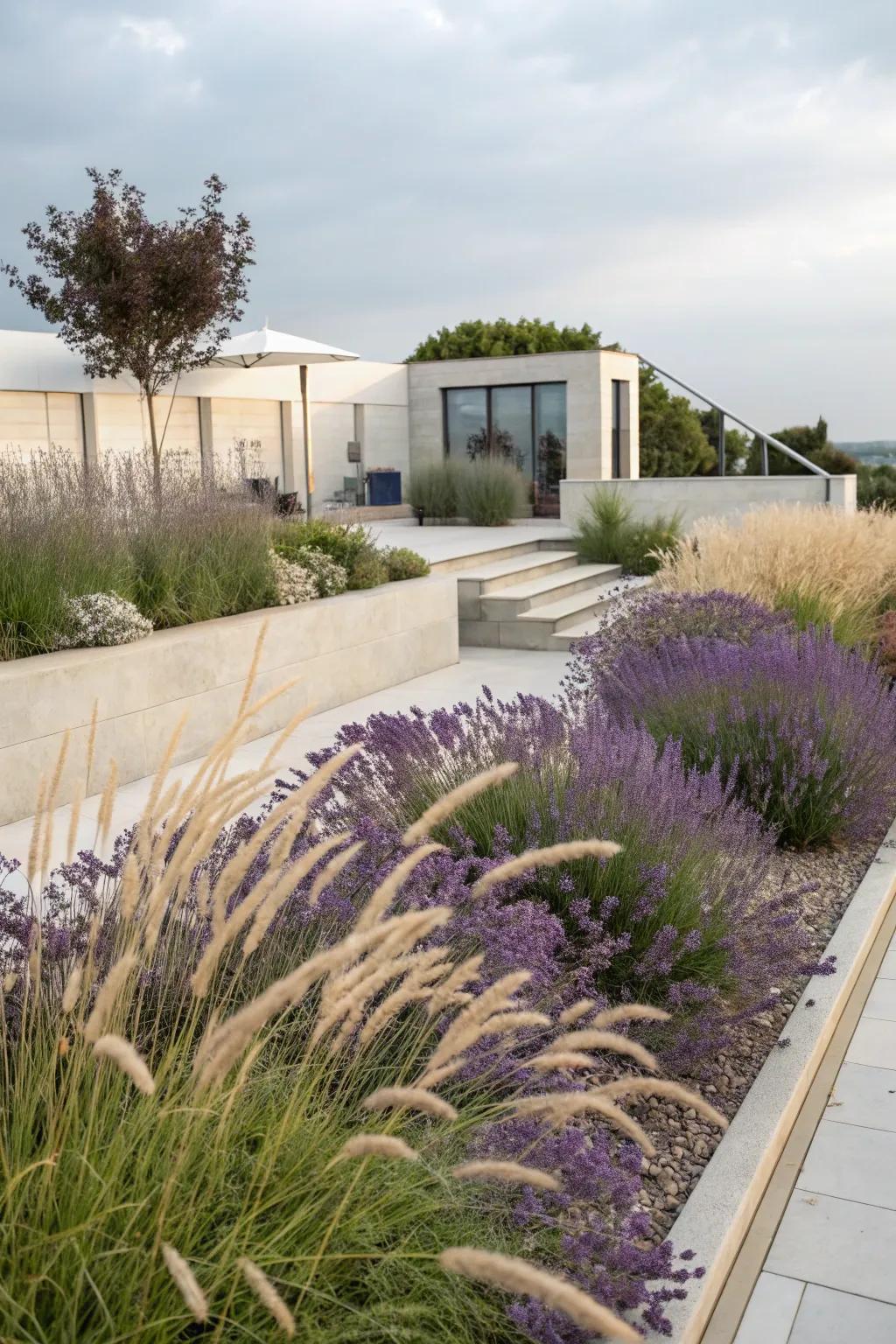 Lavender and grasses create a dynamic and modern landscape.