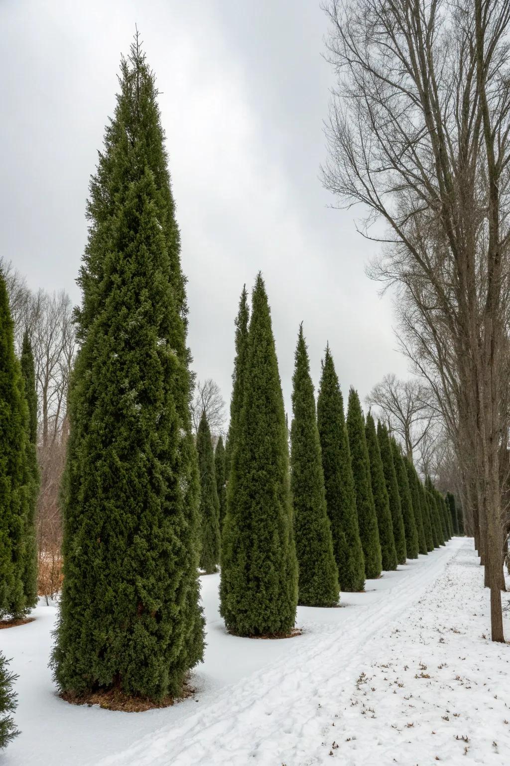 Maintain year-round interest with evergreen Thuja.