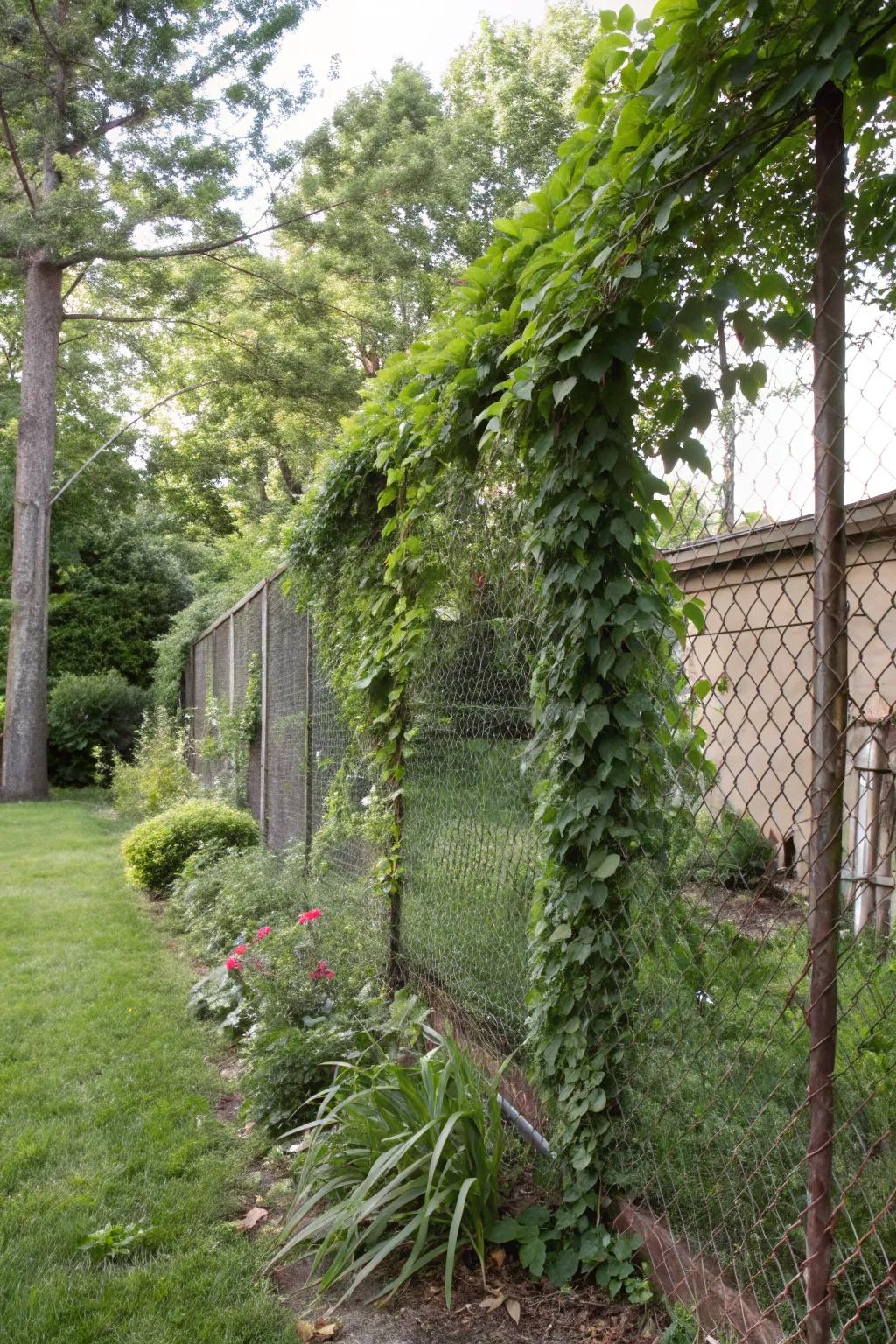 Wire mesh supports climbing vines, creating a lush, living privacy screen in this vibrant garden.