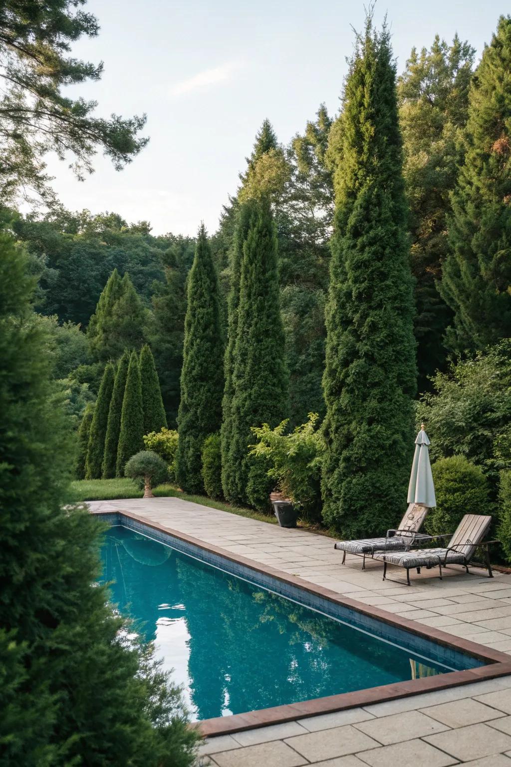 Add privacy and elegance to your poolside with Thuja.