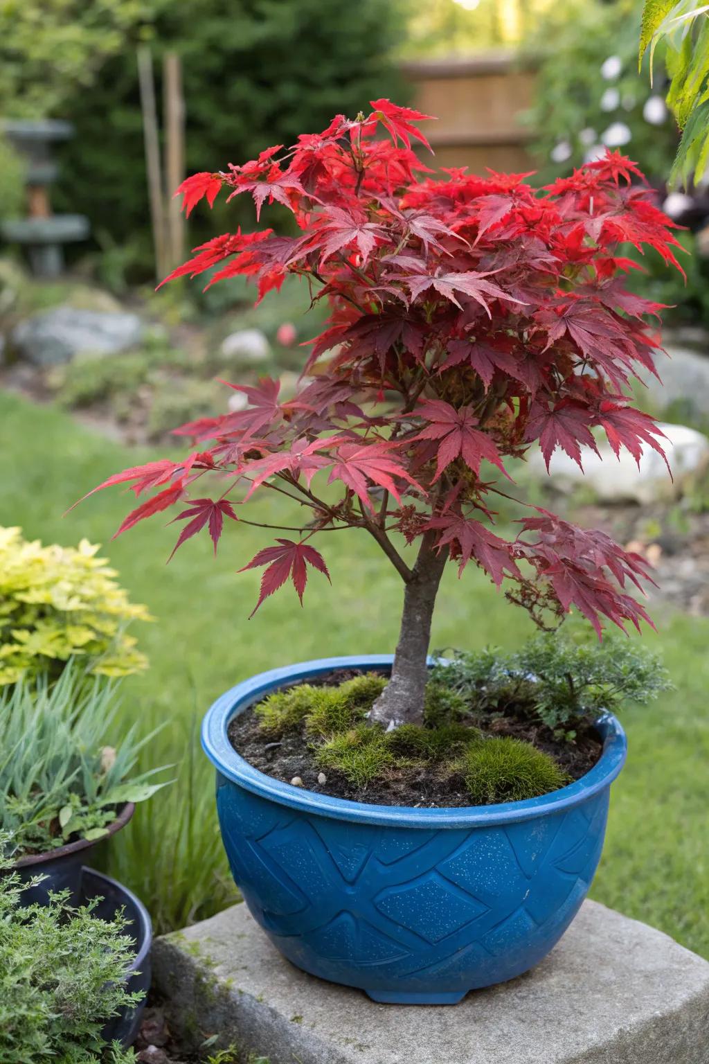 A striking color contrast with a red Japanese maple in a blue pot.