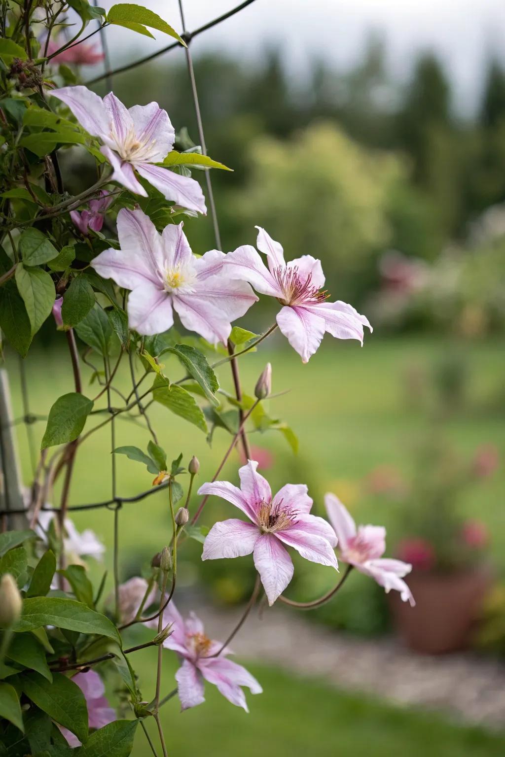 An invisible trellis creates the illusion of clematis floating in mid-air.