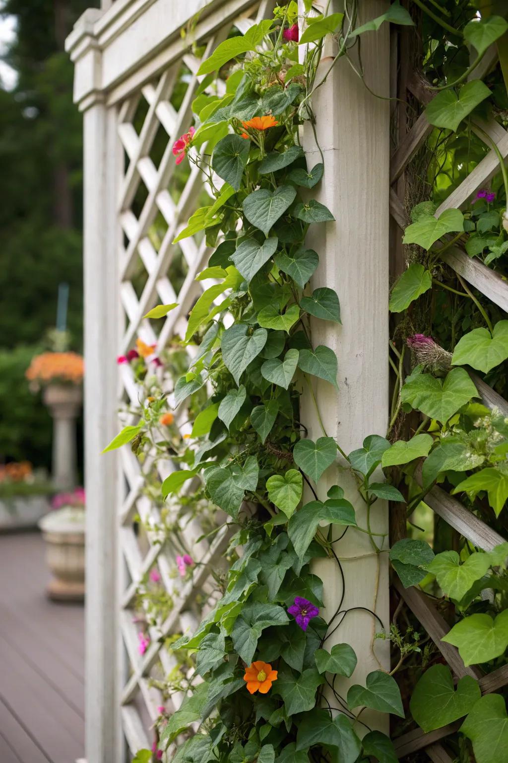 A vertical garden featuring climbing plants on a decorative trellis.