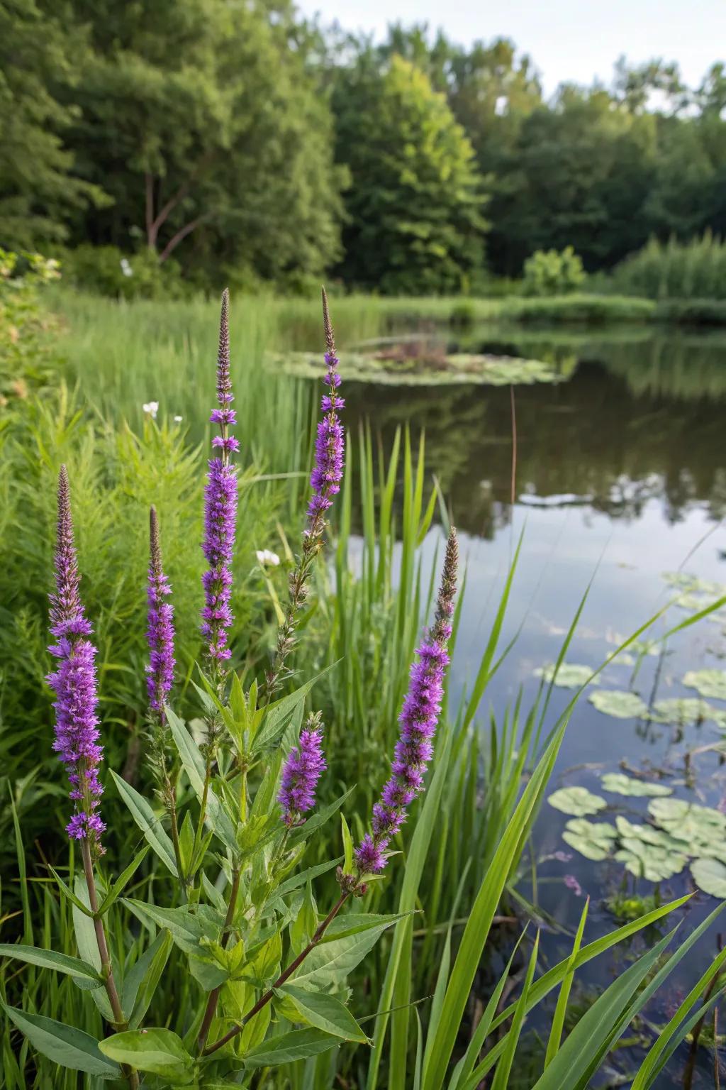 Pickerel plants bring height and vibrant color to your pond.