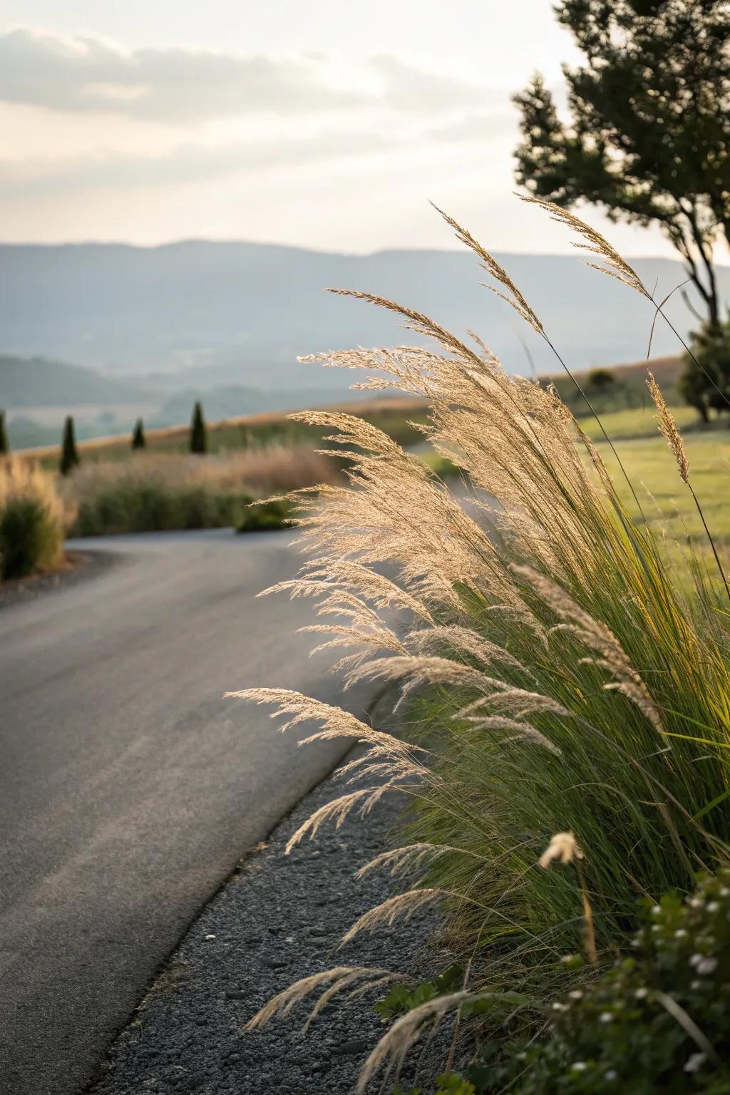 Ornamental grasses bring texture and movement to your landscape.