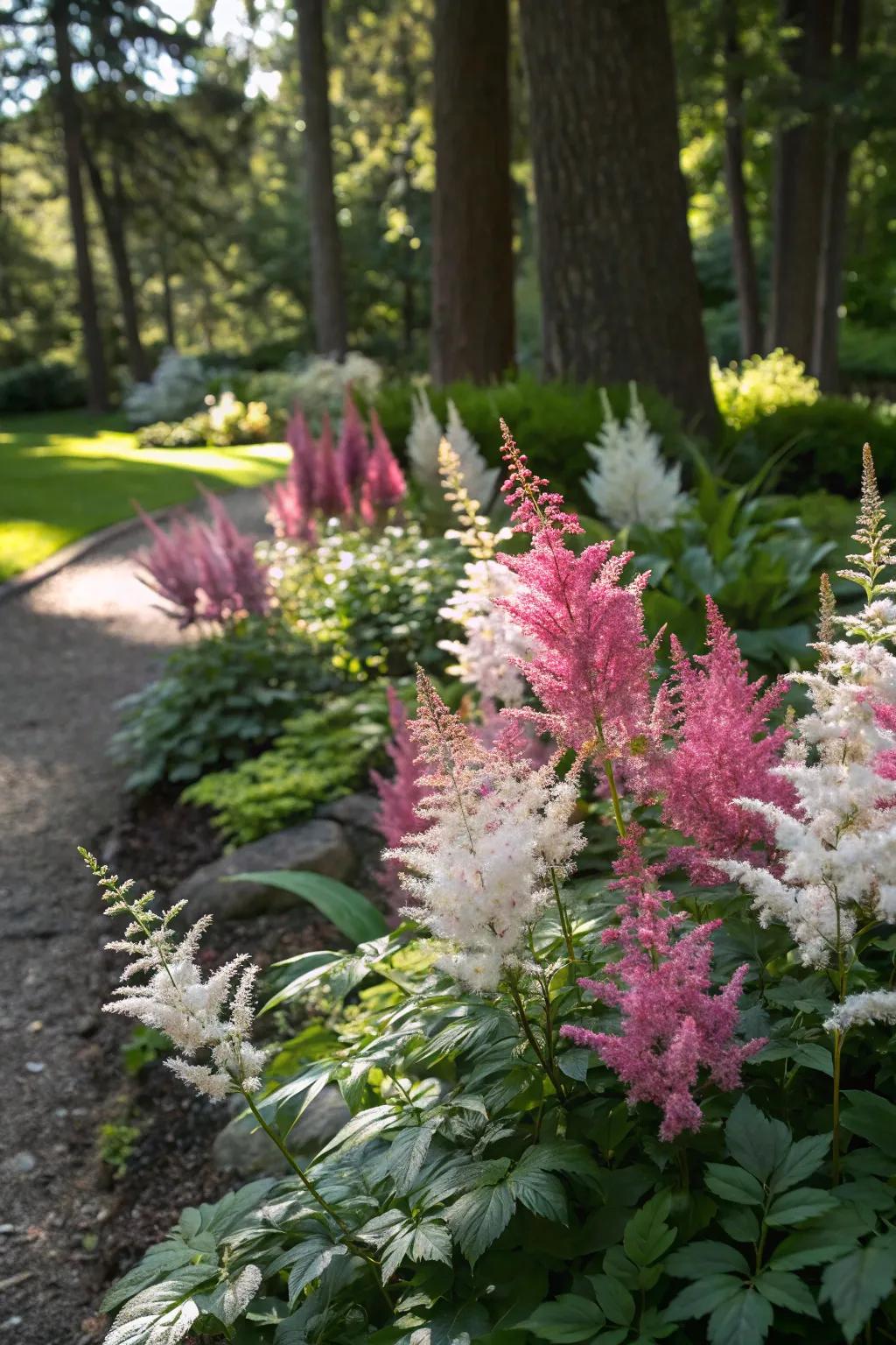 Astilbes adding a pop of color with their vibrant plumes.