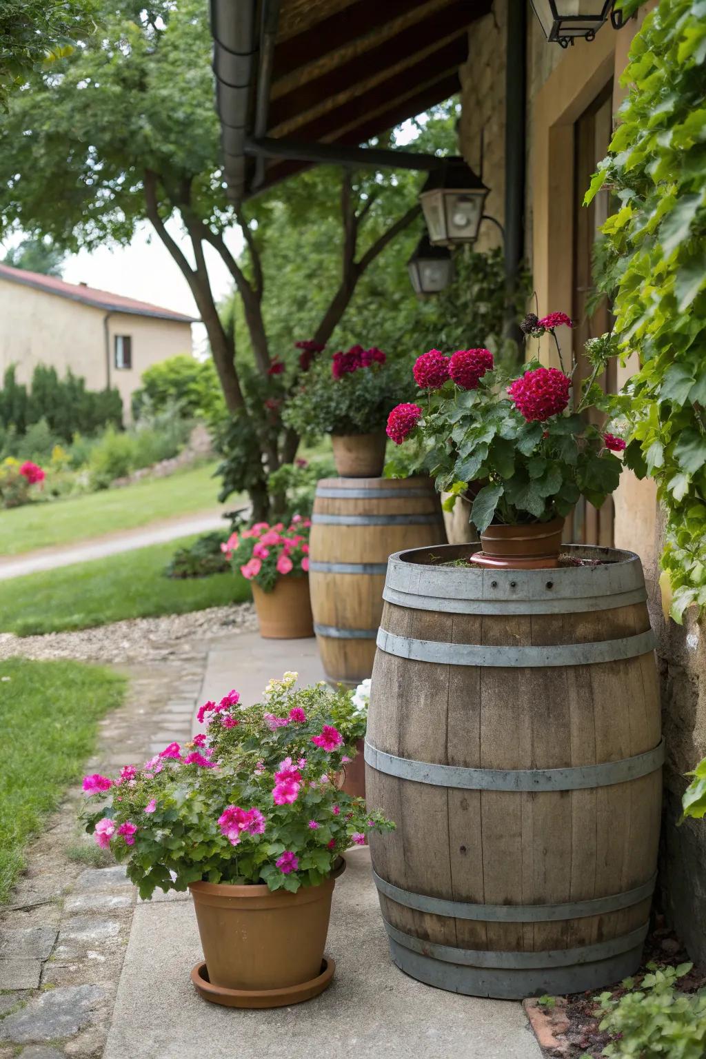 Rustic barrels and modern pots create a captivating garden display.