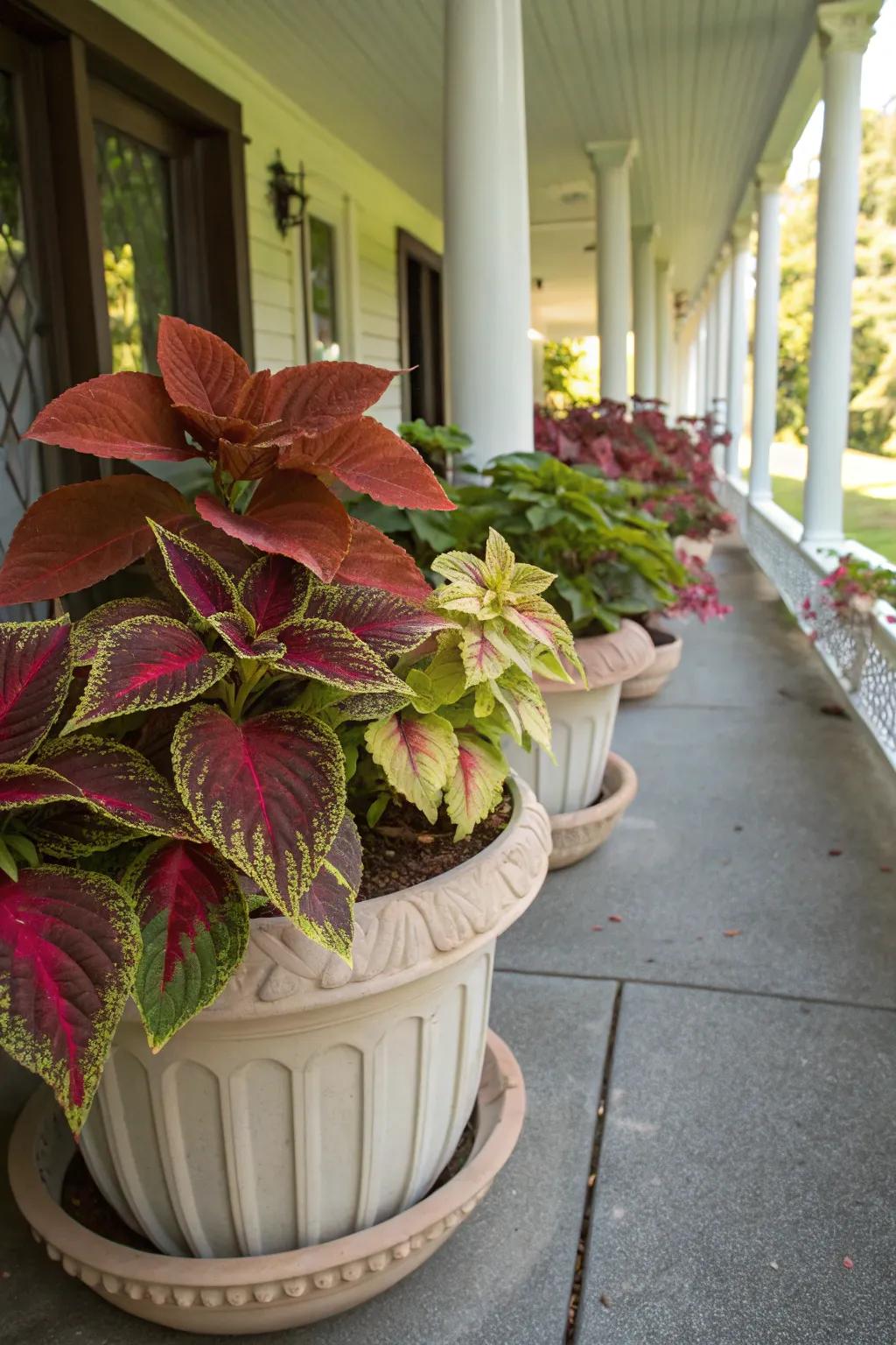 A shaded porch showcasing a colorful array of coleus plants in decorative pots.