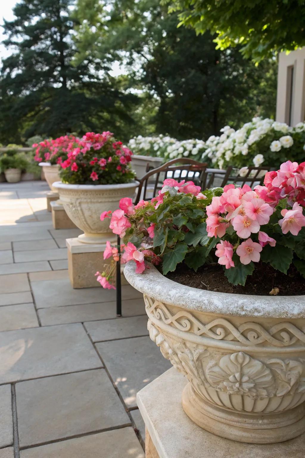 A shaded patio with fibrous-rooted begonias in bloom, arranged in elegant planters.