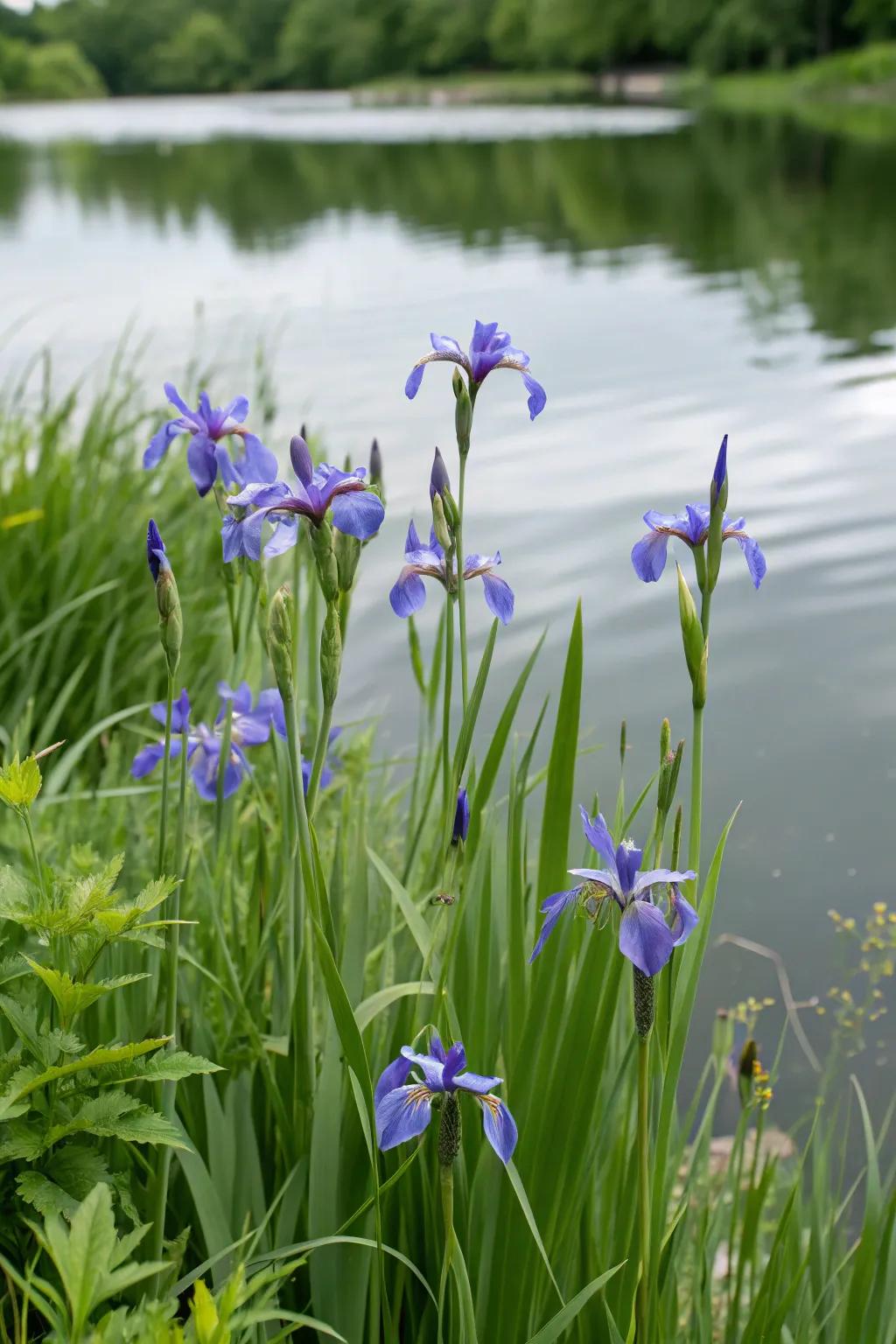 Blue Flag Iris offers elegance and vibrant color at the water's edge.