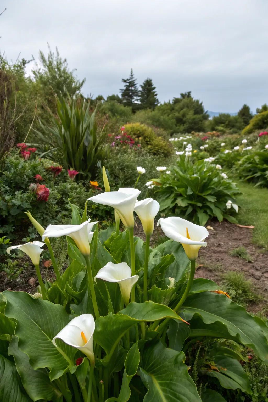 Calla lilies filling in late-summer garden gaps with vibrant color.