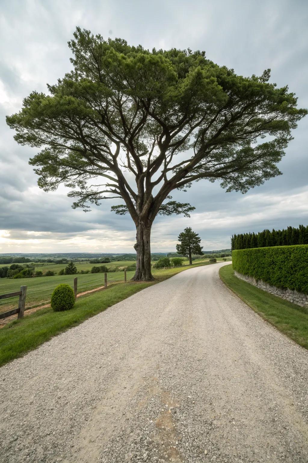 A focal point tree adds grandeur and interest.