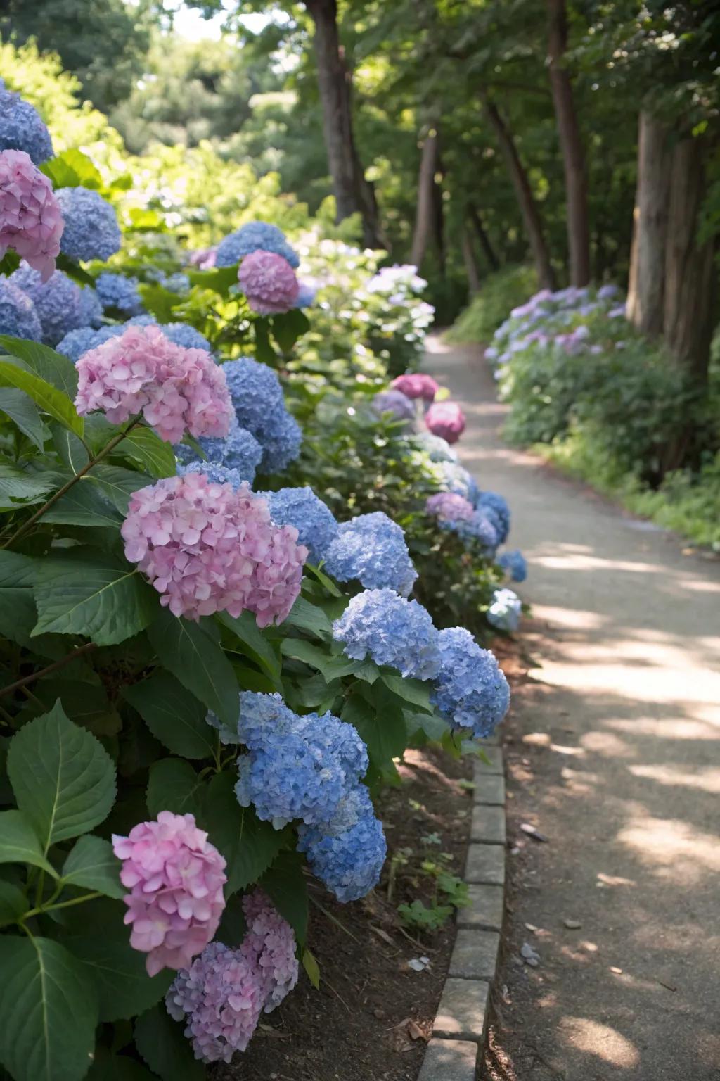 Hydrangeas showcasing timeless beauty with their large blooms.