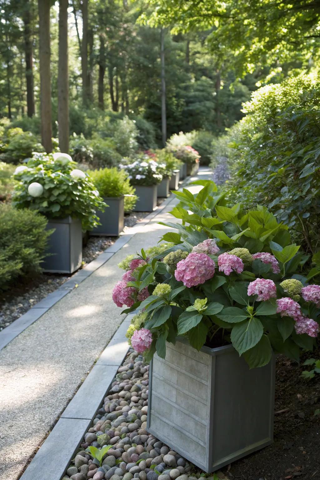 A shaded garden path adorned with blooming dwarf hydrangeas in stylish containers.