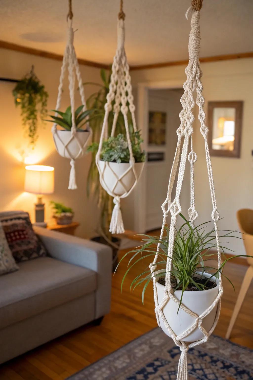 Macrame holders add a bohemian touch to air plant displays.