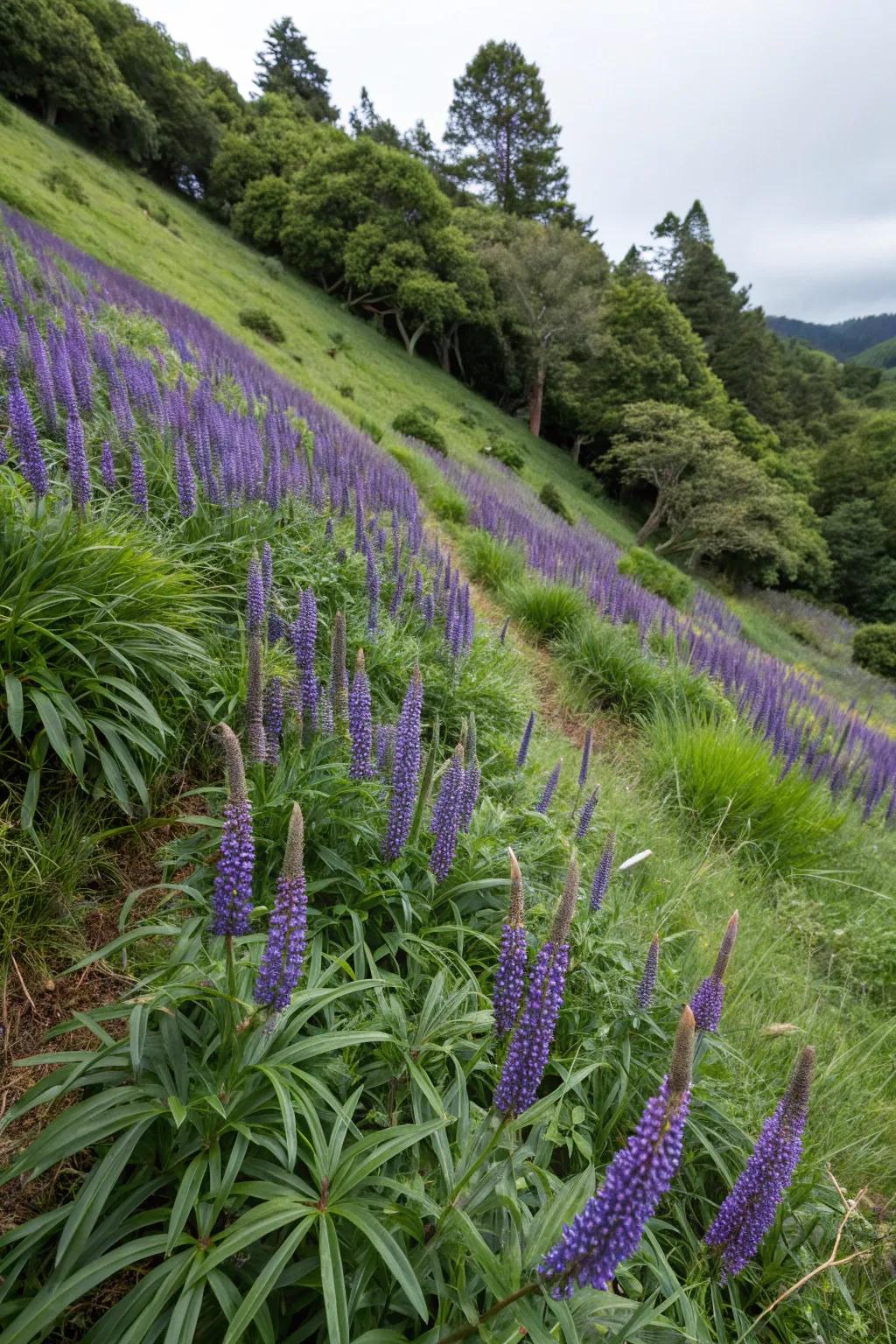 Big Blue Liriope makes bold statements on challenging slopes.