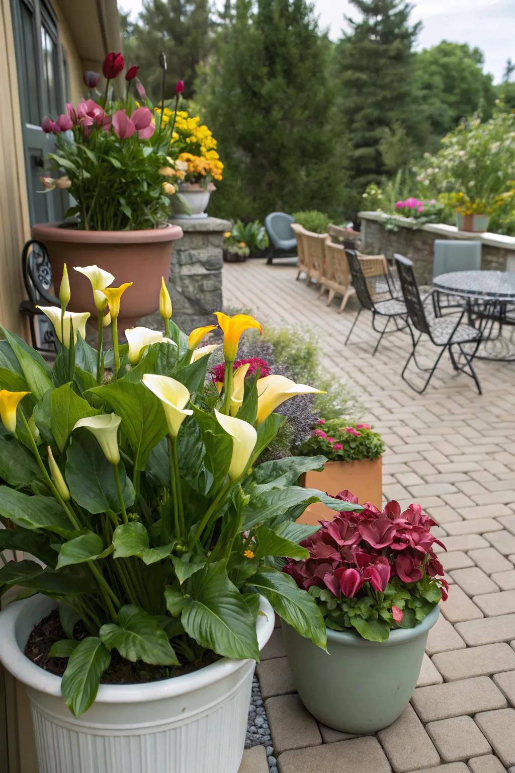 Calla lilies bringing life and color to container gardens on a patio.