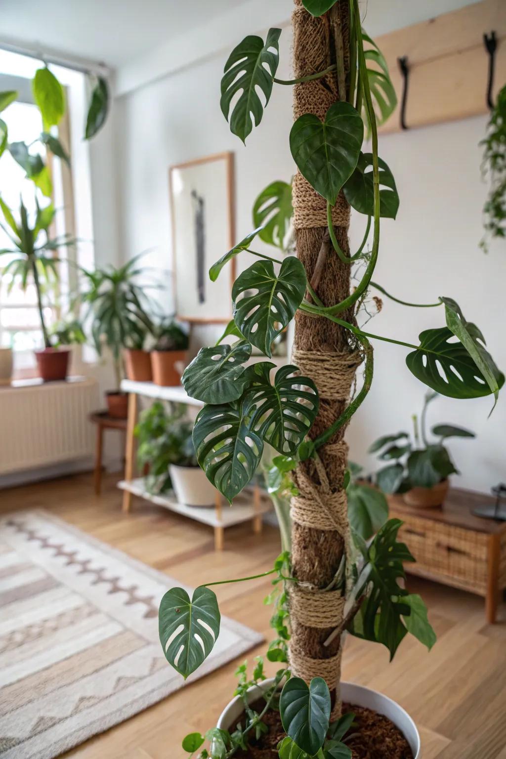 Support your Monstera with eco-friendly coir poles