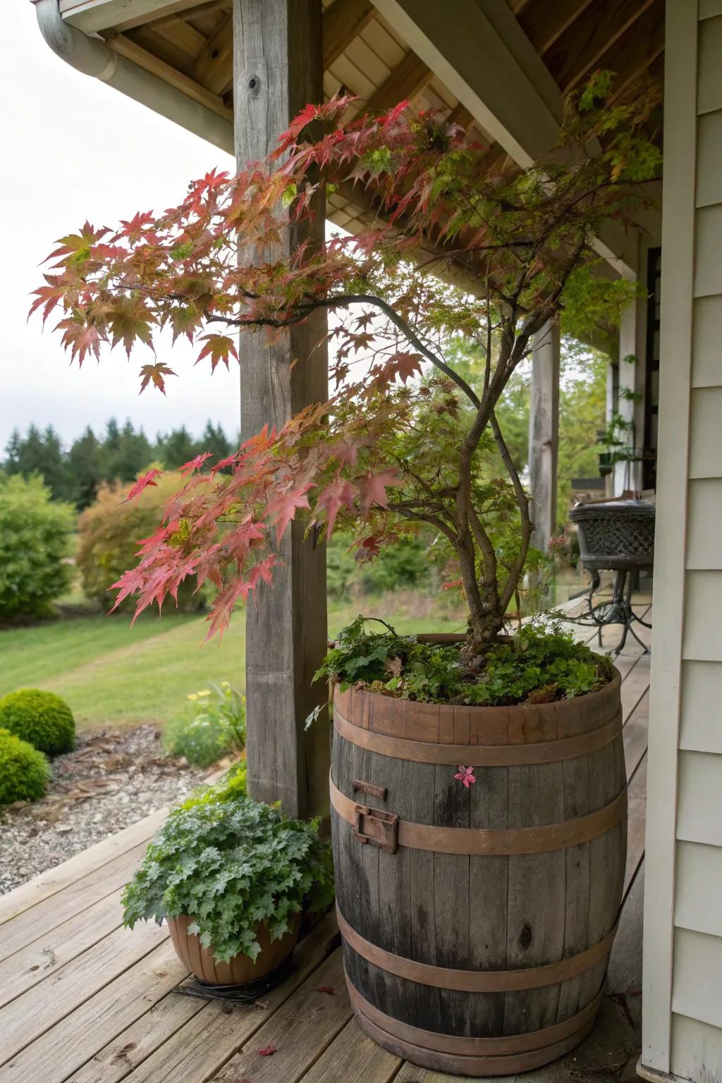 Rustic charm with a Japanese maple in a whiskey barrel.