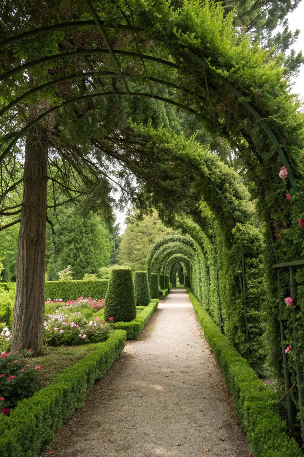 Welcome guests with a stunning green archway of Thuja.