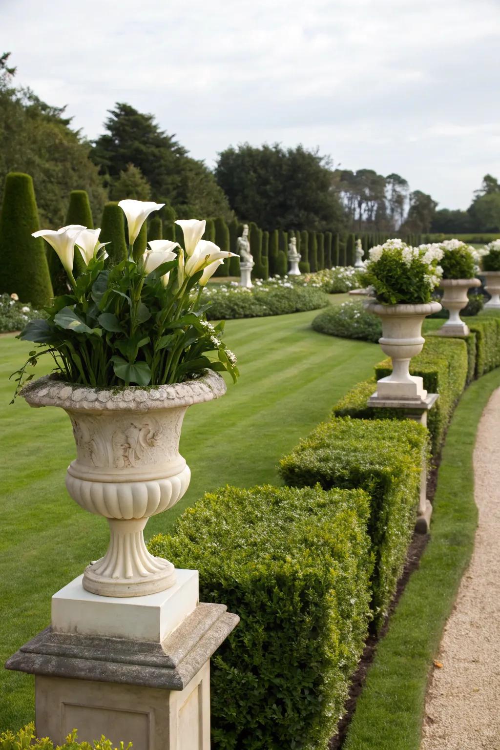 Calla lilies adding elegance in a formal garden.