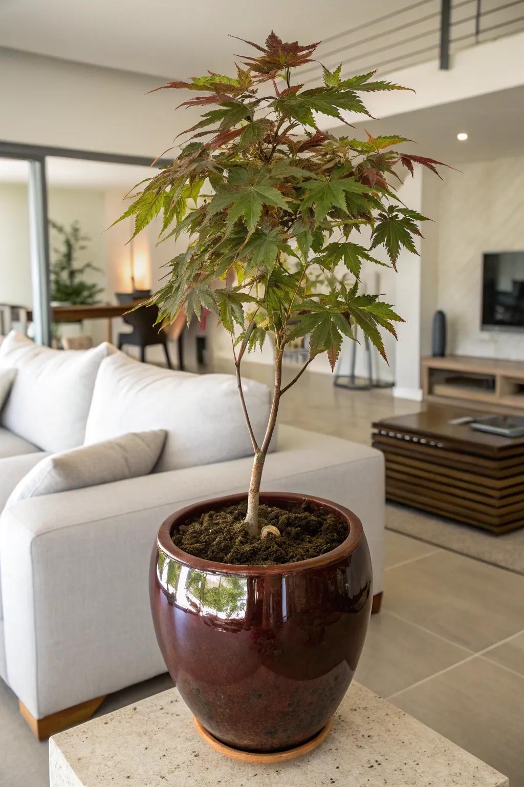 Indoor elegance with a Japanese maple in a ceramic pot.