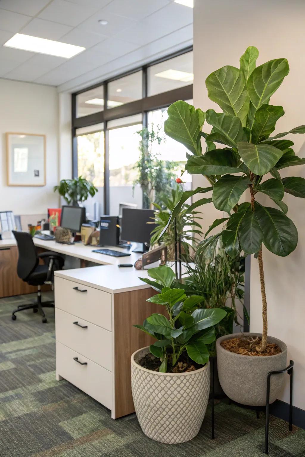 A fiddle-leaf fig and desk plants bring life and freshness into the office.