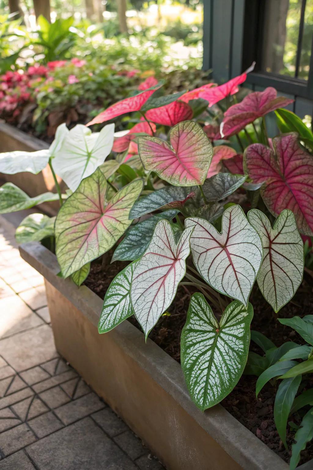 A shaded planter arrangement featuring a variety of caladium plants with vibrant leaf colors.